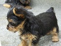 AKC Black and brown Yorkshire Terrier puppies