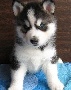 Beautiful blue eyes Siberian Husky puppies to re home.