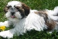 Male & Female Shih Tzu Pups for adoption